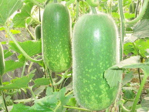 网红吃瓜打包图片大全高清,高清打包图鉴，揭秘娱乐圈幕后故事